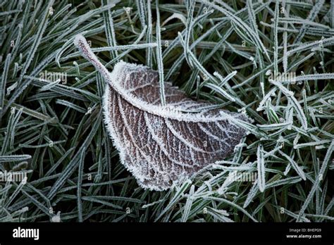 Hoar frost macro hi-res stock photography and images - Alamy