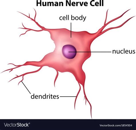 Structure Of Nerve Cell