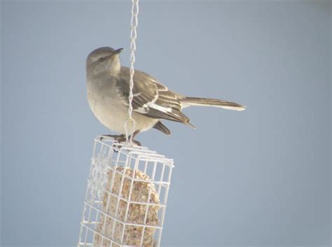 Northern Mockingbird - FeederWatch