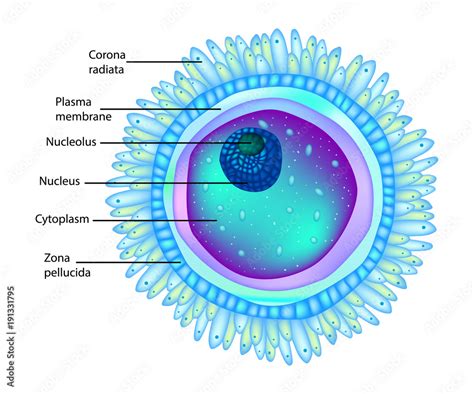 Structure egg cell, or ovum (plural ova) Stock Vector | Adobe Stock