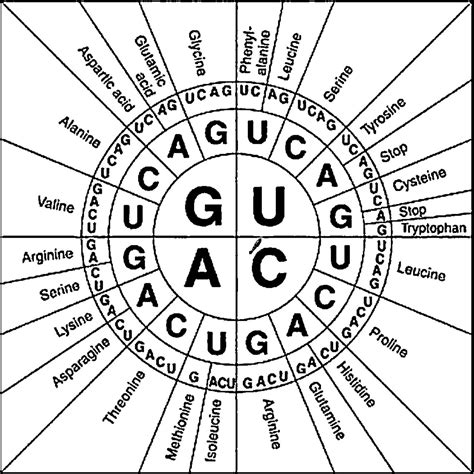 Codon Chart How To Use