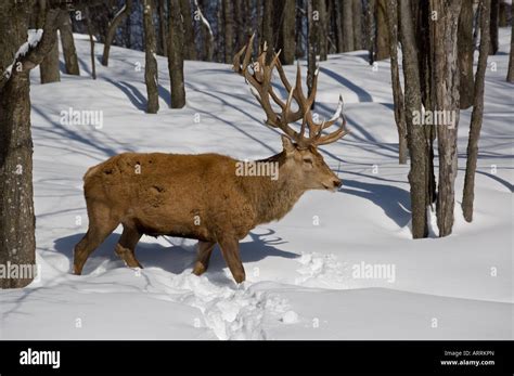 A Red Deer with Antlers Stock Photo - Alamy