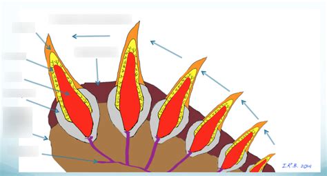 Shark Teeth Diagram | Quizlet