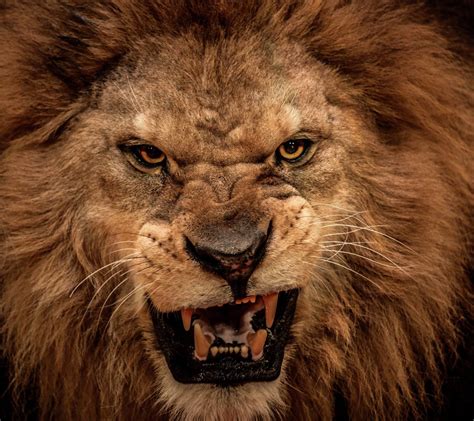 Angry Lion Wallpapers - Wallpaper Cave