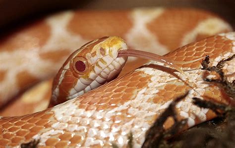 Learn About Nature | Corn Snakes - Learn About Nature