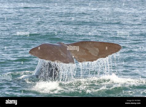 Diving sperm whale Stock Photo - Alamy