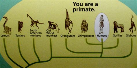 Human Evolutionary theory