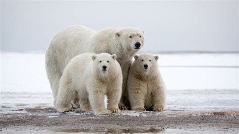 Polar Bear family - backiee