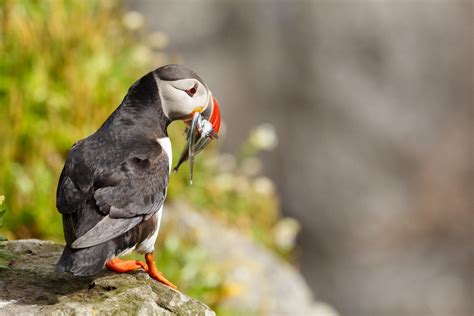 Cormorant - BirdWatch Ireland