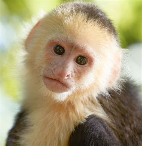 A Complete List of All Types of Monkeys You Wouldn't Want to Miss ...