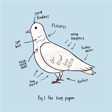 Pigeon Anatomy Diagram