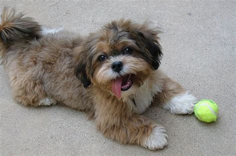 Shih-Poo Dog Breed Health, Temperament, Grooming, Feeding and Puppies ...