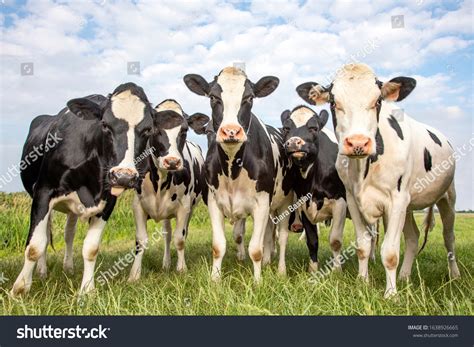 11,700 Crowd Cows Images, Stock Photos & Vectors | Shutterstock