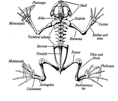 Anatomy of the Frog - Ms. McGee's Science Class