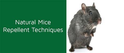 Natural Mice Repellent Techniques | SM Pest | Effective Pest Control ...