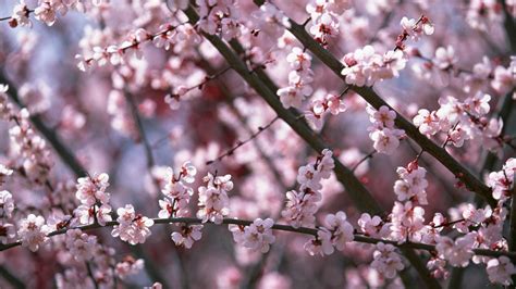 Sakura Flower Wallpapers - Wallpaper Cave