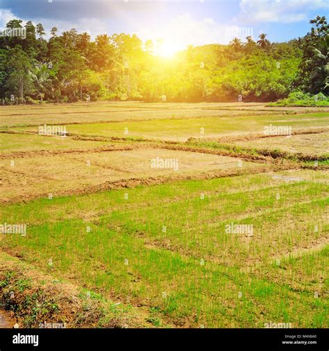 Sunrise of paddy fields hi-res stock photography and images - Alamy