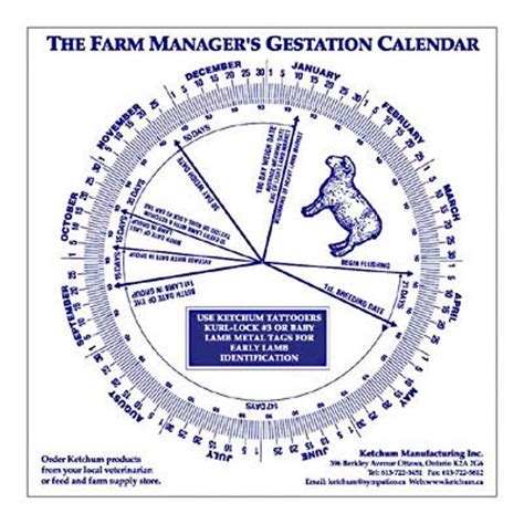 Sheep Gestation Calendar Calculate Birth Breeding | eBay