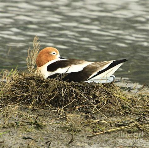 Resting Nesting Avocet Photograph by Roxie Crouch - Fine Art America