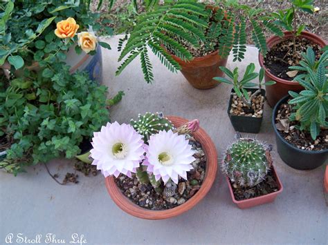 Cactus Flowers - A Stroll Thru Life