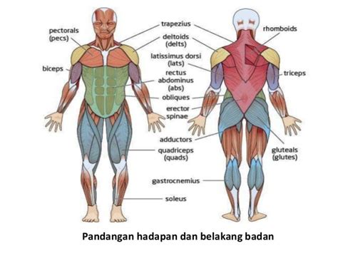 Pjm 3106 anatomi dan fisiologi-Sistem otot