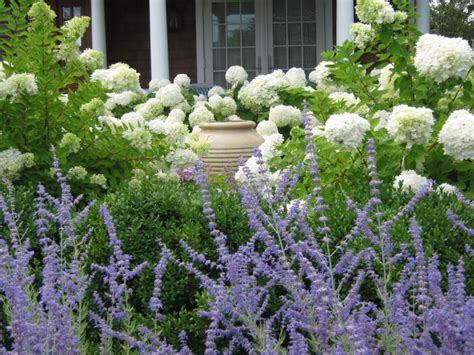 Hydrangea | Gardening and Landscaping Ideas and Tips