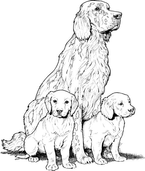 Golden Retriever Puppies Coloring Pages - Coloring Home