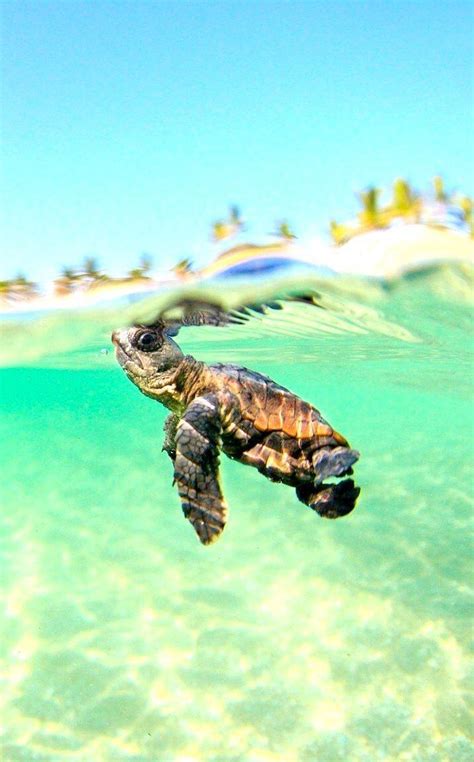 Baby Sea Turtle Wallpapers - Top Free Baby Sea Turtle Backgrounds ...