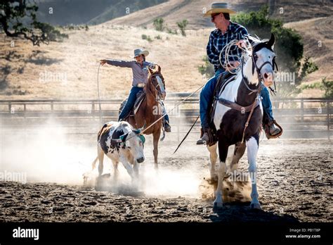 Cattle roping steer at a rodeo, a woman lassos back leg while a cowboy ...