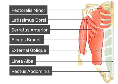 Rectus abdominis: anatomy and function | GetBodySmart