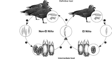 What is the life cycle of a pigeon