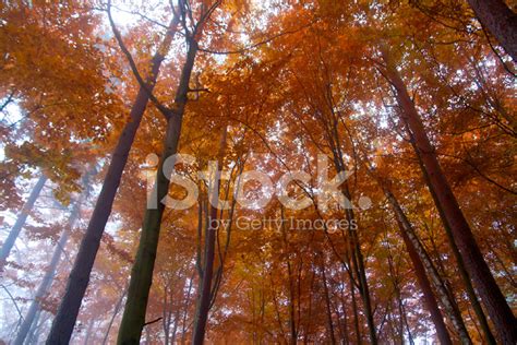 Foggy Autumn Forest Stock Photo | Royalty-Free | FreeImages