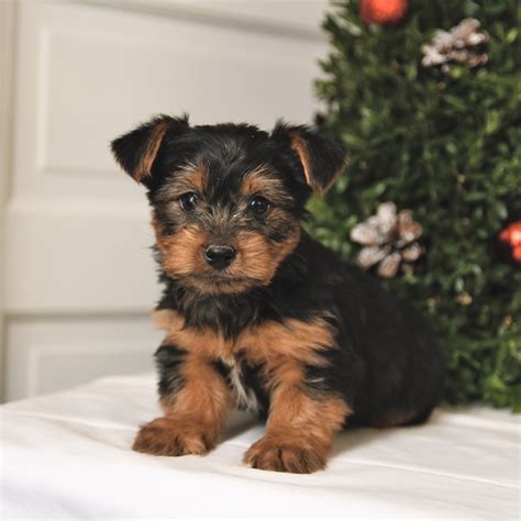 Skippy - Yorkshire Terrier Puppy for Sale in Belleville, PA | Lancaster ...