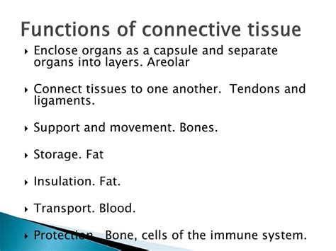 PPT - Connective tissue PowerPoint Presentation, free download - ID:2176135