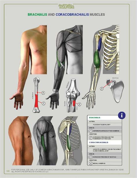 Anatomy for sculptors – Artofit