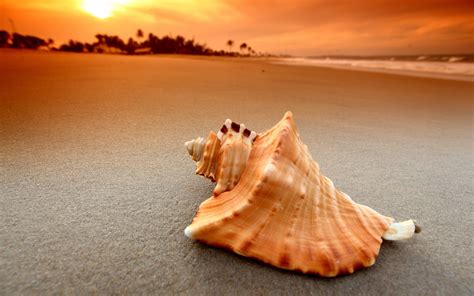 Seashell Beach Sunset wallpaper | 2560x1600 | #31755