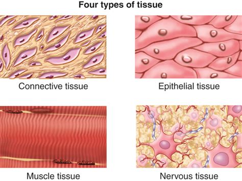 The 4 Types Of Tissue