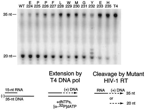 Assay of RNA PPT primer removal from an extended primer-template (trans ...