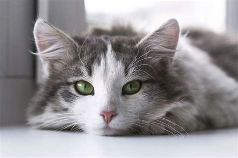 Why Do Most Cats Have Green Eyes?