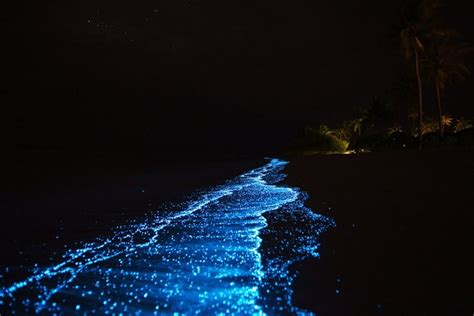 Top 3 Things To Know About The Bioluminescent (Glowing) Beach In The ...