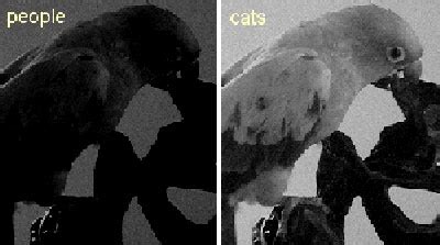 Cat Vision Vs Human Vision