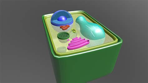 Plant Cell - 3D model by jdmh812 [7321f61] - Sketchfab