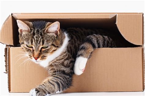 Premium Photo | Cute cat in cardboard box