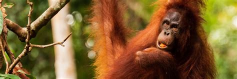 Rainforest Connection | Huawei Blog: Protecting Malaysia’s Sarawak ...