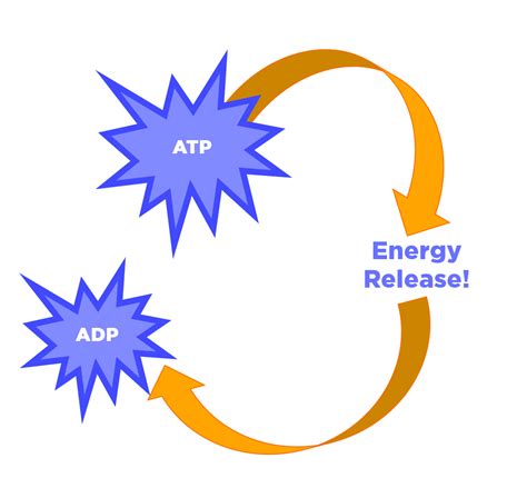 ATP Cycle