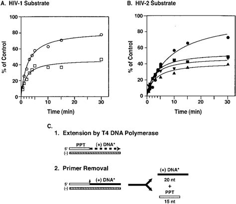 Time course of RNase H-catalyzed RNA PPT primer removal. Aliquots were ...