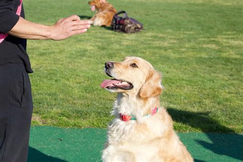 Golden Retriever Training tips - Sharda'sDog World