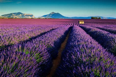 Lavender Fields France | Riviera Bar Crawl Tours - French Riviera