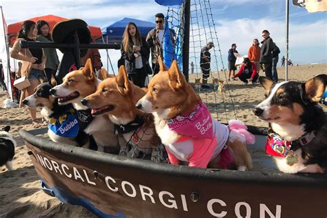 Corgi Con 2023 in Pleasanton at Alameda County Fairgrounds