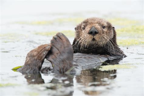 Cute Sea Otters Eating